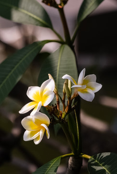 鸡蛋花
