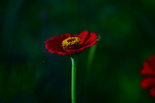 鲜艳的格桑花儿