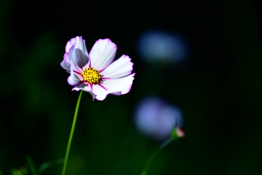 鲜艳的格桑花儿