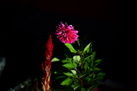 鲜艳的格桑花儿