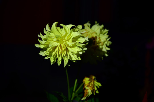 鲜艳的格桑花儿