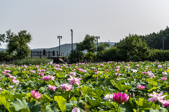 荷花盛开的长春净月潭公园风景