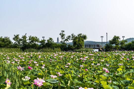 荷花盛开的长春净月潭公园风景