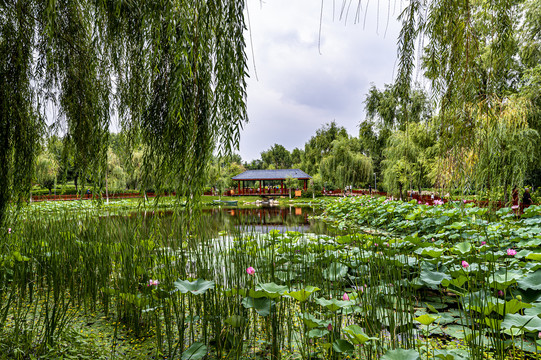 中国长春百花园夏季风景