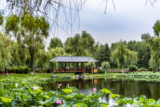 中国长春百花园夏季风景