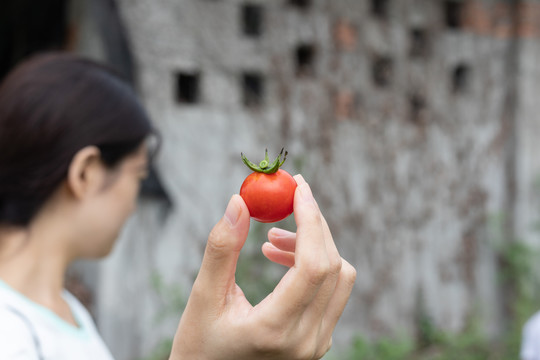 手拿小西红柿