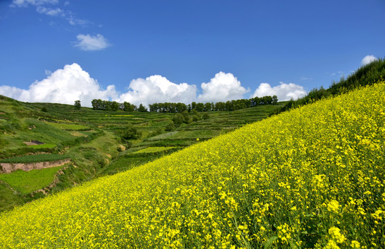 油菜花