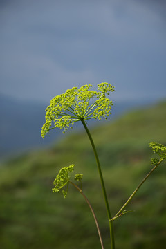 羌活花