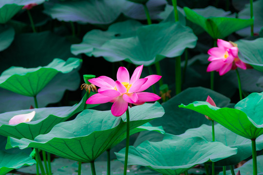 丁香湖公园荷花