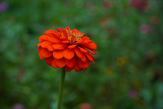 百日菊