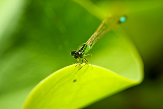 豆娘蜻蜓