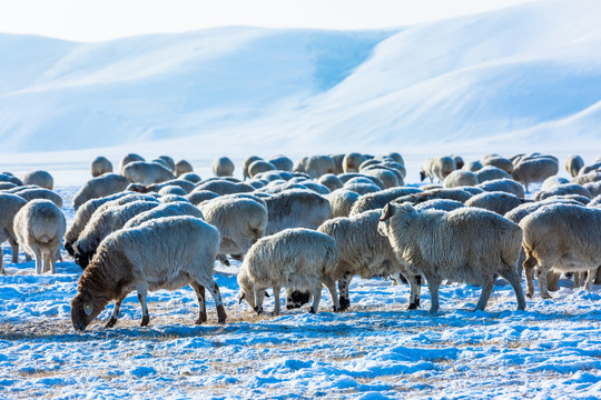雪原雪地吃草的羊群
