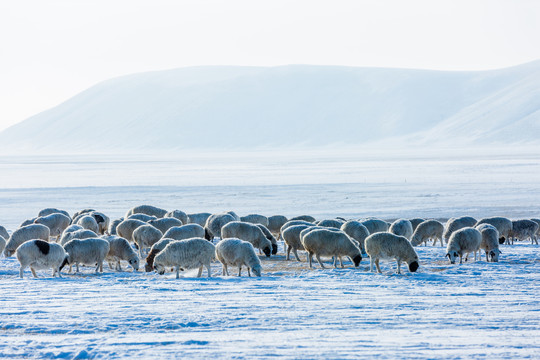 冬季雪原放牧羊群