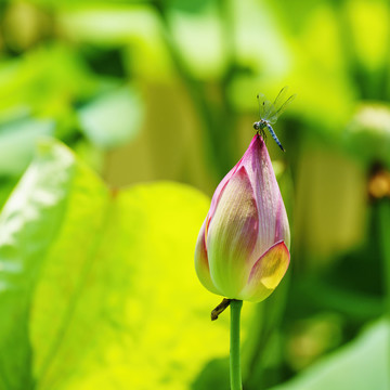 蜻蜓立在荷花上