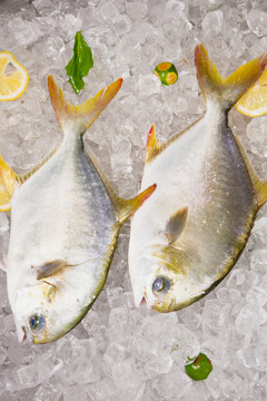 生鲜金鲳鱼