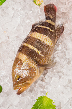 生鲜石斑鱼