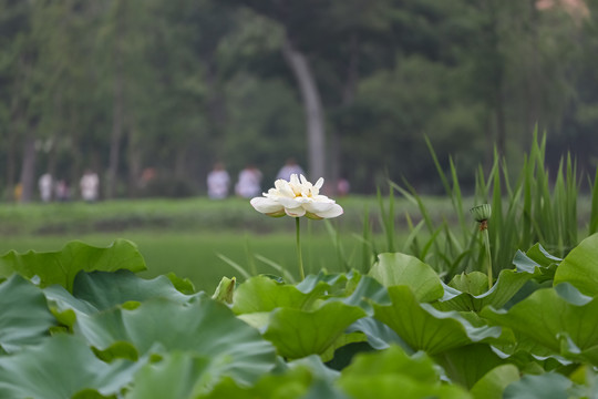 白色荷花