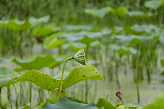 莲盘