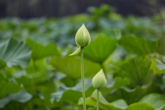 荷花苞