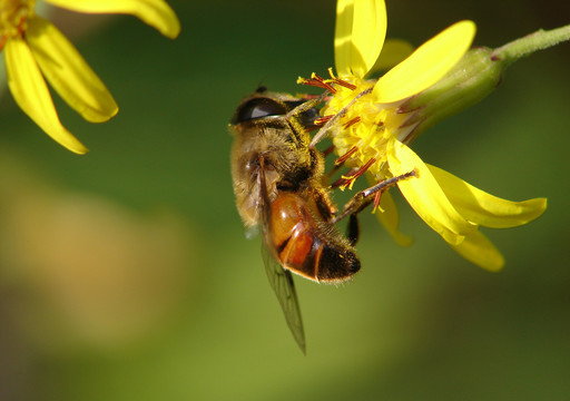 食蚜蝇在黄色的野菊花上吸食花粉