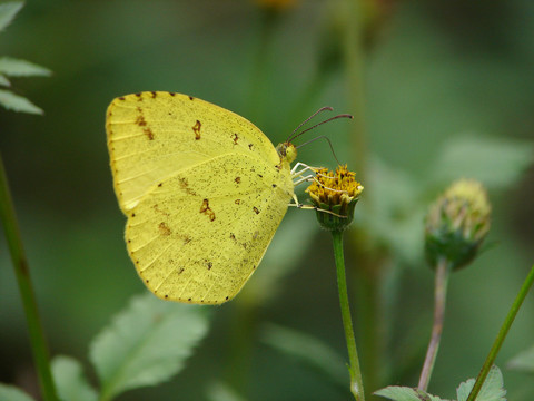 一只吸食花粉的黄粉蝶