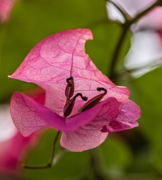 叶子花