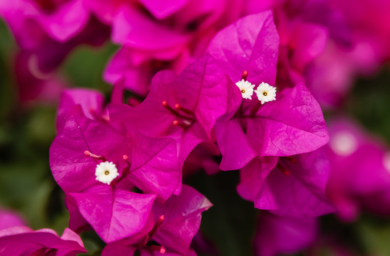 叶子花