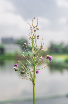 再力花