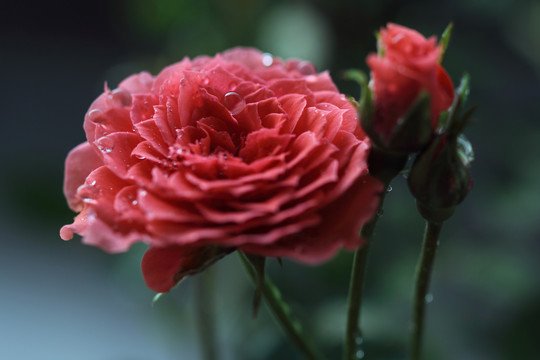 玫瑰月季花