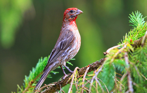 红腹啄木鸟