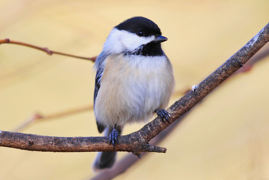 山雀