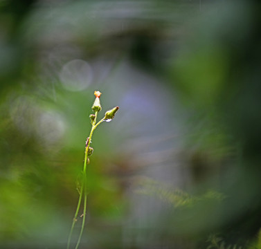 植物特写