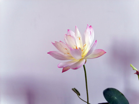 粉白色碗莲