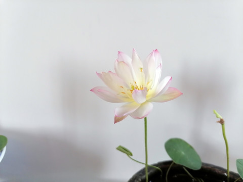 粉白碗莲