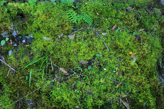 苔藓草地原始森林