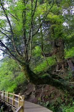 九寨沟原始森林步道