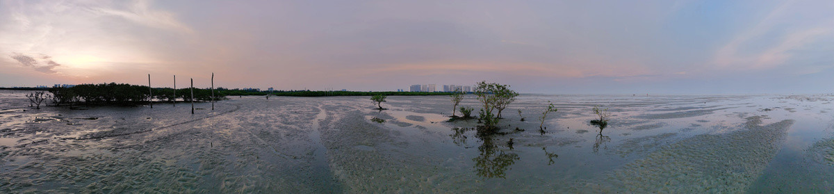 退潮后的北海红树林沙滩湿地全景