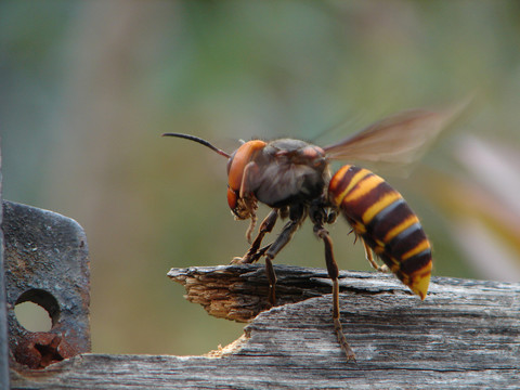 世界最大的胡蜂中国大虎头蜂