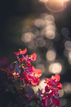 夕阳下的花朵