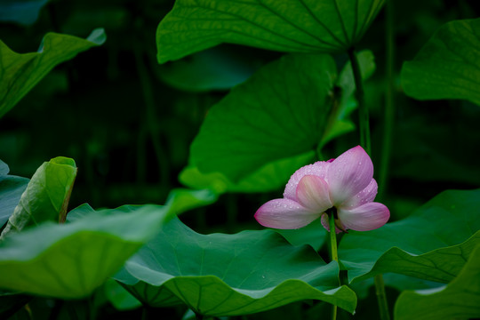 圆明园的荷花