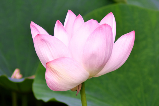 高清荷花