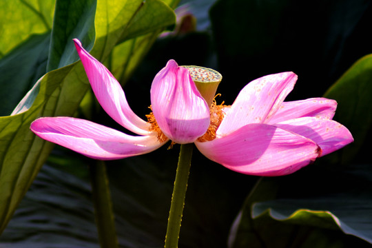 荷花