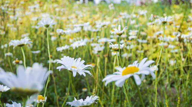 雏菊