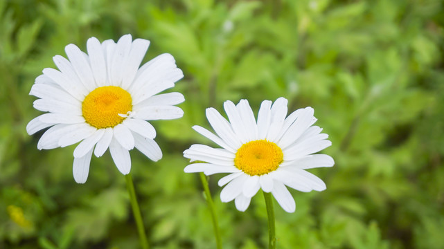 雏菊