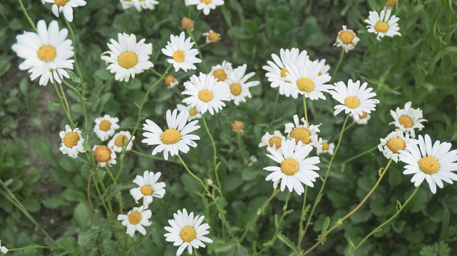 小雏菊