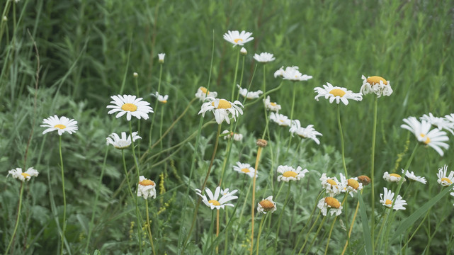 小雏菊