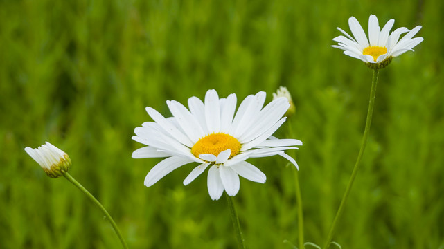 小雏菊