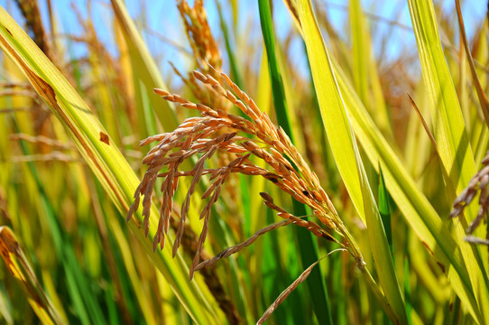 稻子稻穗