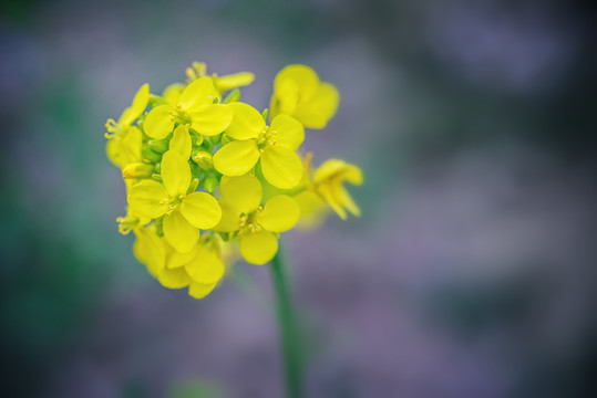 油菜花