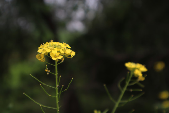 小花糖芥